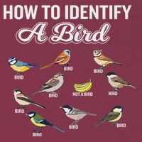 Funny Bird Watcher How To Identify A Bird Unique Birder 16oz Travel Tumbler