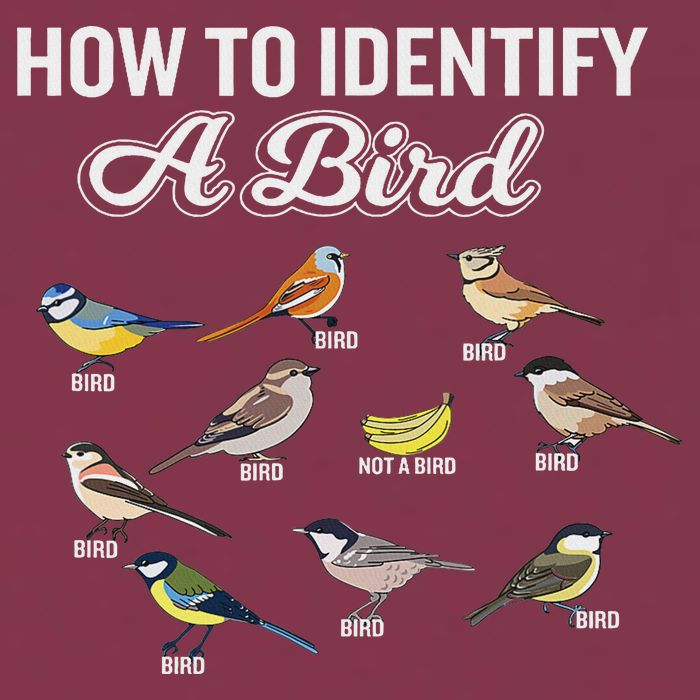Funny Bird Watcher How To Identify A Bird Unique Birder 16oz Travel Tumbler