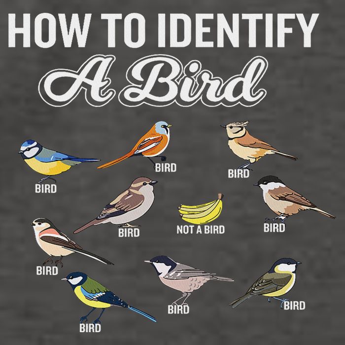 Funny Bird Watcher How To Identify A Bird Unique Birder Vector Backpack