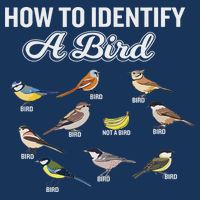 Funny Bird Watcher How To Identify A Bird Unique Birder Infant Baby Jersey Bodysuit