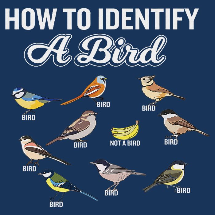 Funny Bird Watcher How To Identify A Bird Unique Birder Infant Baby Jersey Bodysuit