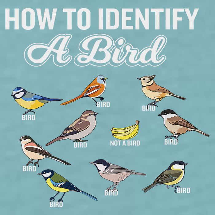 Funny Bird Watcher How To Identify A Bird Unique Birder Sueded Cloud Jersey T-Shirt