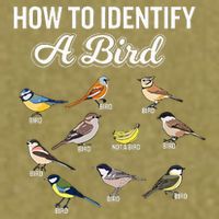 Funny Bird Watcher How To Identify A Bird Unique Birder Garment-Dyed Women's Muscle Tee