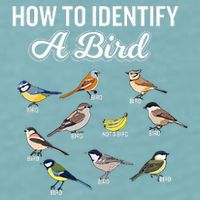 Funny Bird Watcher How To Identify A Bird Unique Birder Sueded Cloud Jersey T-Shirt
