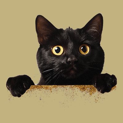 Funny Curious Adorable Cat Black Peeking Kitten Pet Lovers T-Shirt