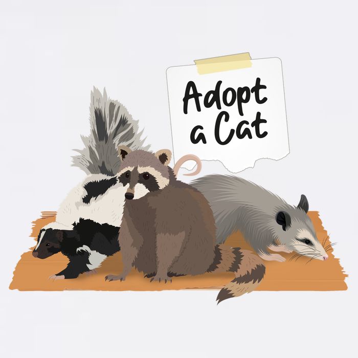 Funny Cute Adopt A Cat Skunk Raccoon Opossum Garment-Dyed Sweatshirt