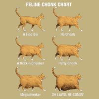 Feline Chonk Cat Chart Funny Dank Meme Oh Lawd He Comin Button