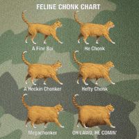 Feline Chonk Cat Chart Funny Cat Meme Oh Lawd He Comin Legacy Tie Dye Trucker Hat