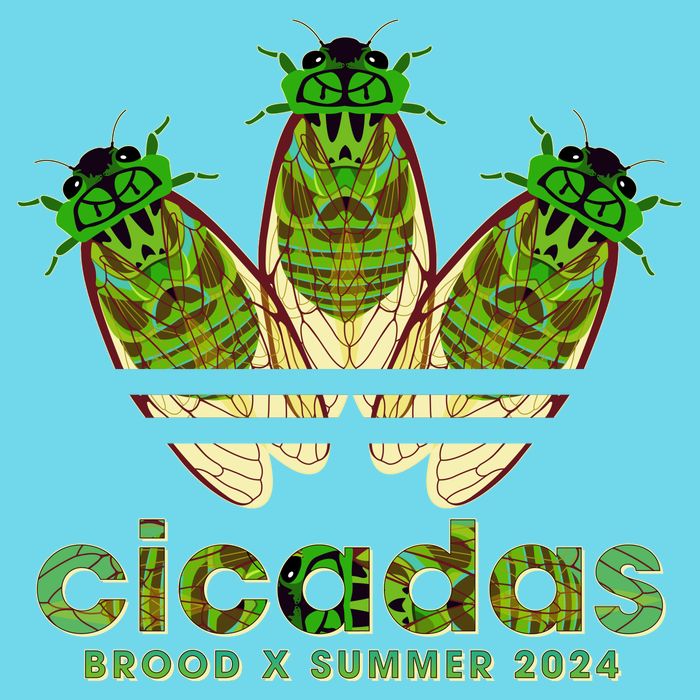 Funny Cicadas Logo Brood X Summer 2024 Womens T-Shirt