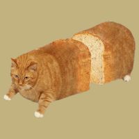 Funny Cat Loaf Cat Bread Cat Lovers Kitty Kitten Women Cooling Performance Crew T-Shirt