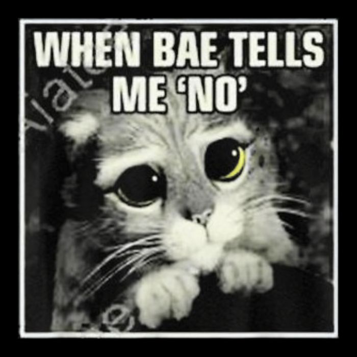 Funny Cat Meme When Bae Tells Me No Backpack