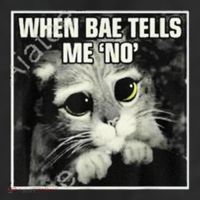 Funny Cat Meme When Bae Tells Me No Adult Drive Performance Visor