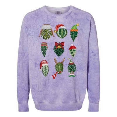 Funny Christmas Plant Family Xmas Holiday Gift Colorblast Crewneck Sweatshirt