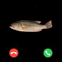 Fih Calling Remind Me Message Decline Accept Phone Call Fish Mug