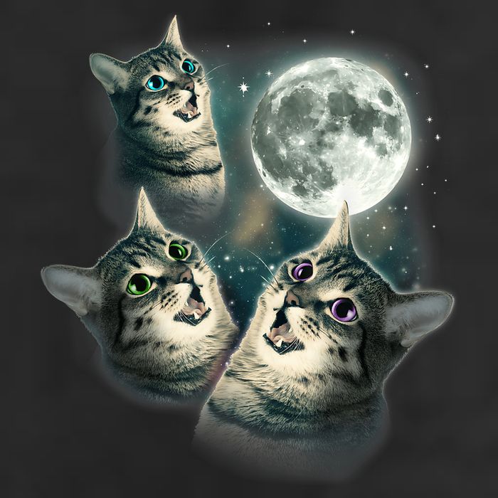 Funny Cat Three Cat Moon 3 Wolfs Cute Kitten Graphic Cool Comfort Performance Bucket Hat