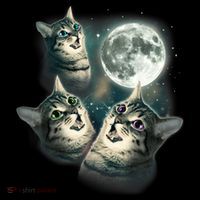 Funny Cat Three Cat Moon 3 Wolfs Cute Kitten Graphic Tall T-Shirt