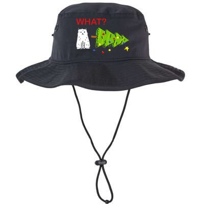 Funny Christmas XMas Cat What? Legacy Cool Fit Booney Bucket Hat