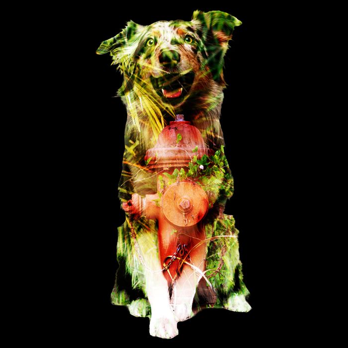 Figherfighter Dog Illustration Performance Shirt