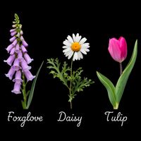 Foxglove Daisy Tulip Floral Cooling Performance Crew T-Shirt