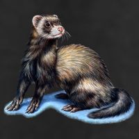Ferret Wildlife Adult Drive Performance Visor