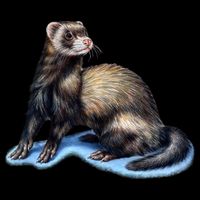 Ferret Wildlife Kids T-Shirt