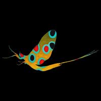 Fly Fishing Brook Trout Mayfly Graphic Bag