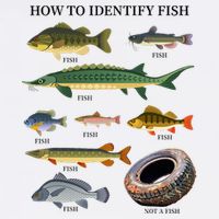 Funny Fish Identification Fishermen How To Identify Fish T-Shirt