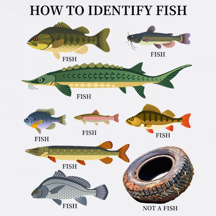 Funny Fish Identification Fishermen How To Identify Fish T-Shirt