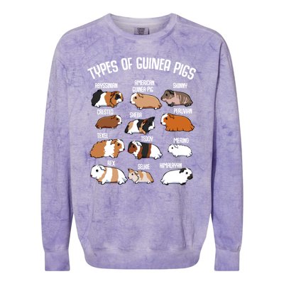 Funny Guinea Pigs Household Pet Animal Rodent Fluffy Cute Colorblast Crewneck Sweatshirt