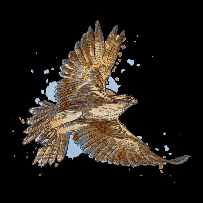 Falcon In Flight From A Splash Button