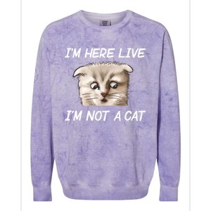 Funny IM Here Live IM Not A Cat Zoom Cat Meme Humor Idea Meaningful Gift Colorblast Crewneck Sweatshirt