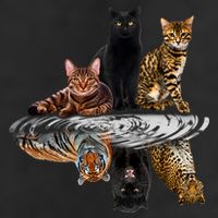 Funny Little Cats Big Cats 11oz C Handle Ceramic Mug