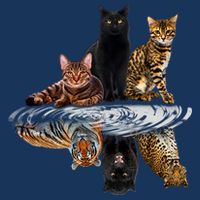 Funny Little Cats Big Cats Drawstring Bag