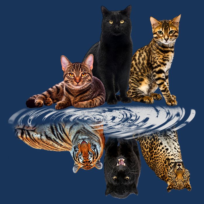 Funny Little Cats Big Cats 16 in Basic Backpack