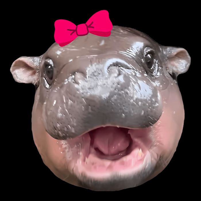 Funny Moo Deng Hippo Cute Baby Pygmy Coquette Backpack