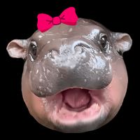 Funny Moo Deng Hippo Cute Baby Pygmy Coquette 16 in Basic Backpack