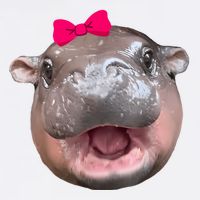 Funny Moo Deng Hippo Cute Baby Pygmy Coquette Wool Snapback Cap
