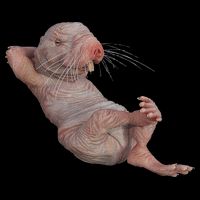 Funny Naked Mole Rat Zookeeper Safari Animal Lover Mole Rat 16 in Basic Backpack