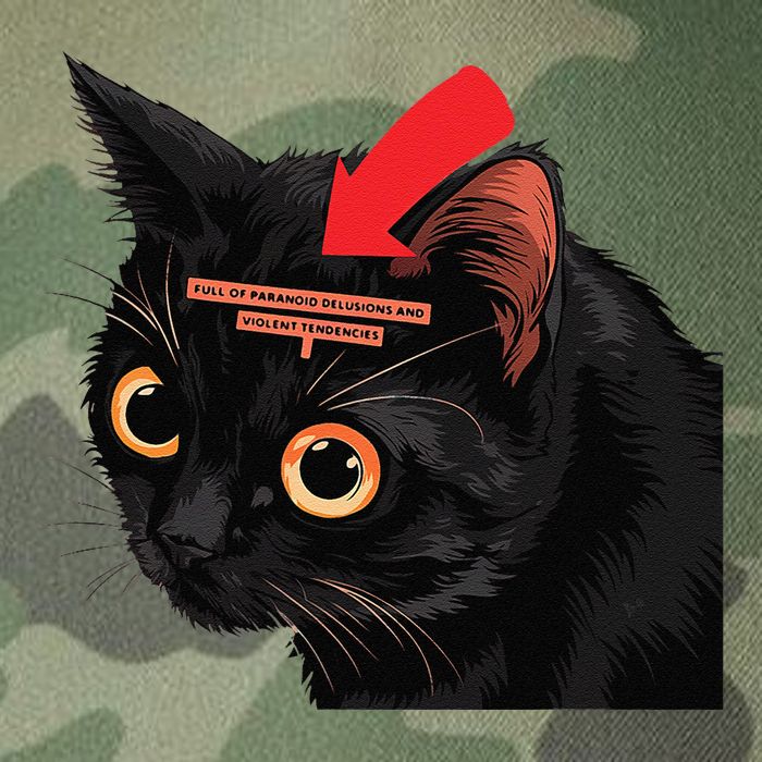 Full Of Paranoid Delusions And Violent Funny Meme Cat Legacy Tie Dye Trucker Hat