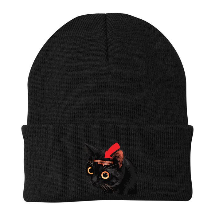 Full Of Paranoid Delusions And Violent Funny Meme Cat Beanie