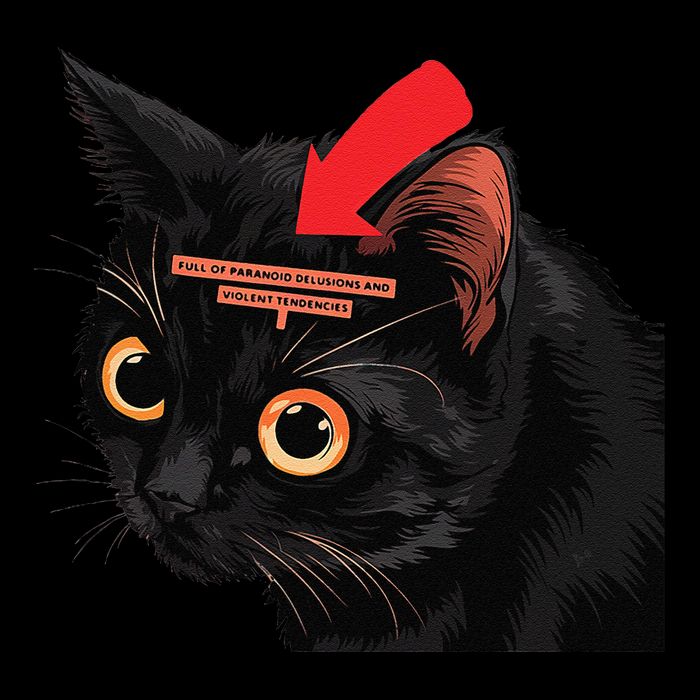 Full Of Paranoid Delusions And Violent Funny Meme Cat 16 in Basic Backpack