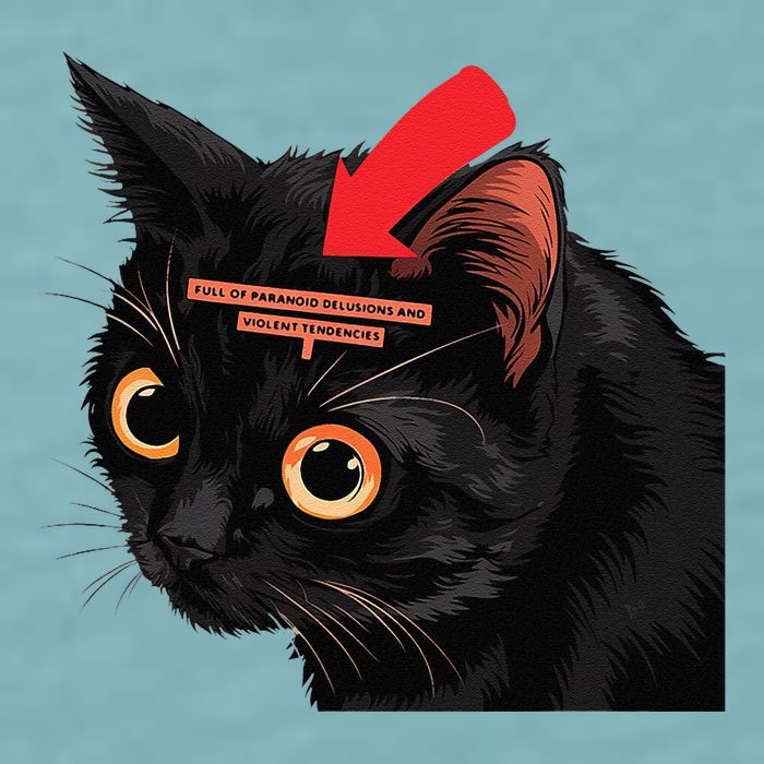 Full Of Paranoid Delusions And Violent Funny Meme Cat Sueded Cloud Jersey T-Shirt