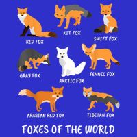Foxes Of The World Fox Lover Gift 16 in Basic Backpack