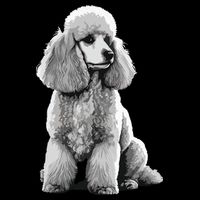 Funny Poodle Dog Miniature Poodle Toy Poodle Cooling Performance Crew T-Shirt