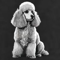 Funny Poodle Dog Miniature Poodle Toy Poodle 11oz C Handle Ceramic Mug