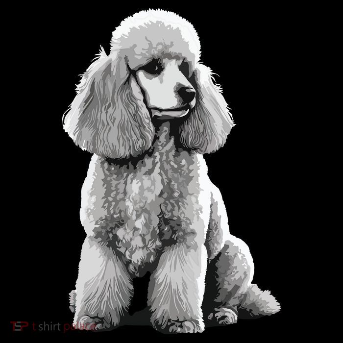 Funny Poodle Dog Miniature Poodle Toy Poodle Pom Pom 12in Knit Beanie