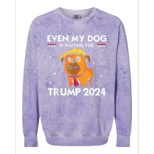 Funny Republicans Even My Dog Is Waiting For Trump 2024 Colorblast Crewneck Sweatshirt