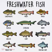 Freshwater Fish - 100 Different Types Tall T-Shirt