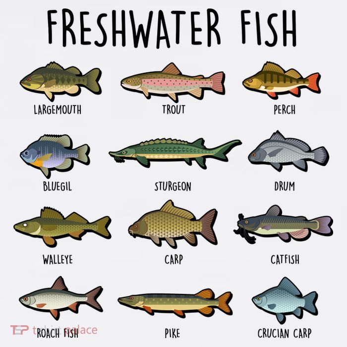Freshwater Fish - 100 Different Types Tall T-Shirt