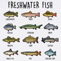 Freshwater Fish - 100 Different Types Trucker Hat